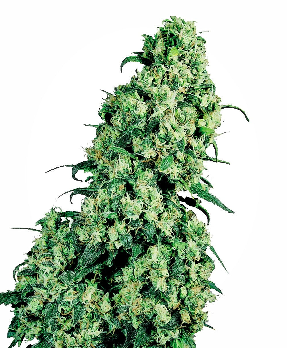 Semillas feminizadas Skunk #1