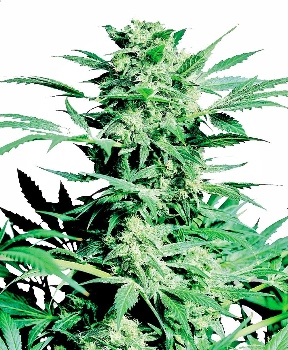Shiva Skunk feminisierte Samen