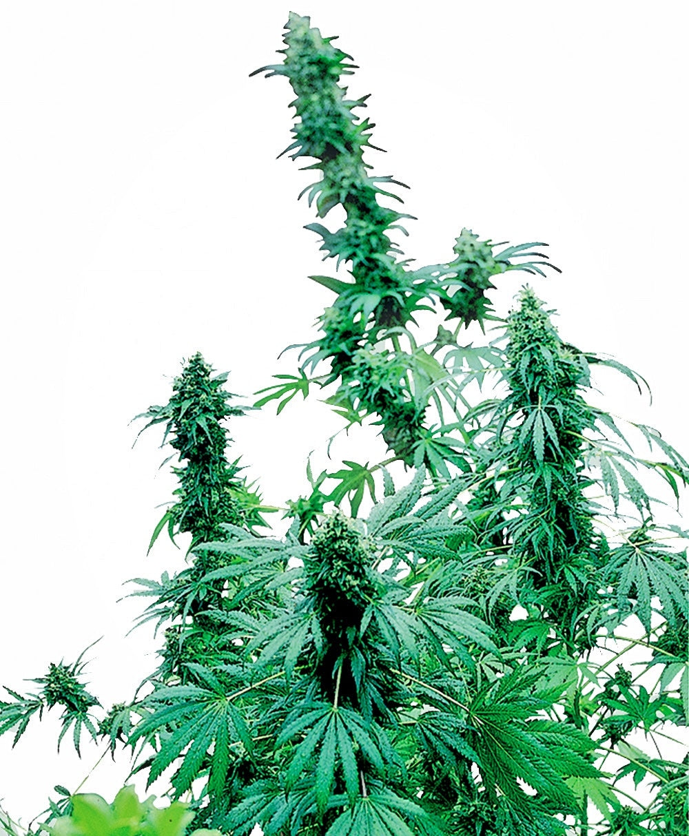 Semillas feminizadas de Early Skunk