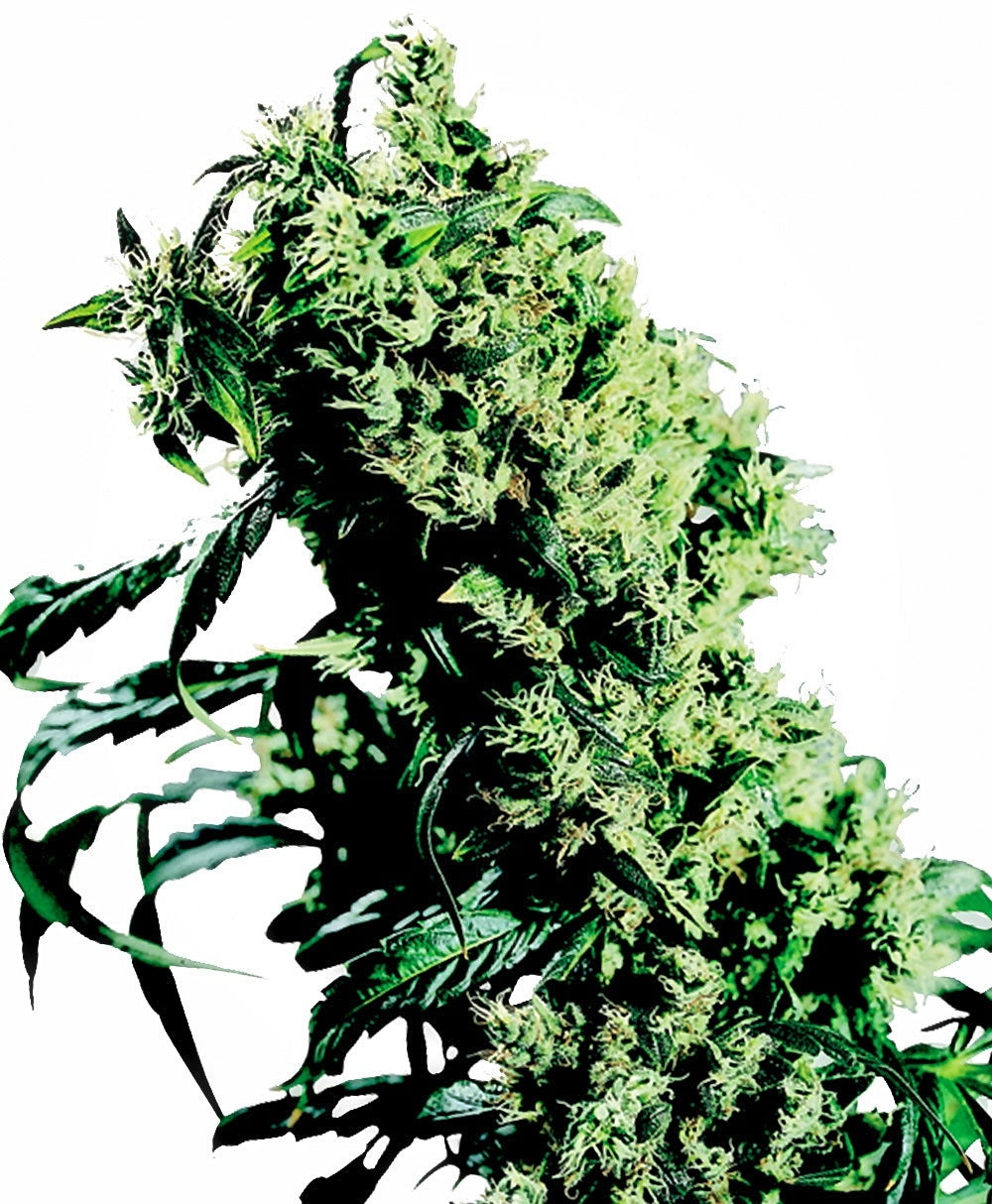Semillas feminizadas NL#5 x Haze