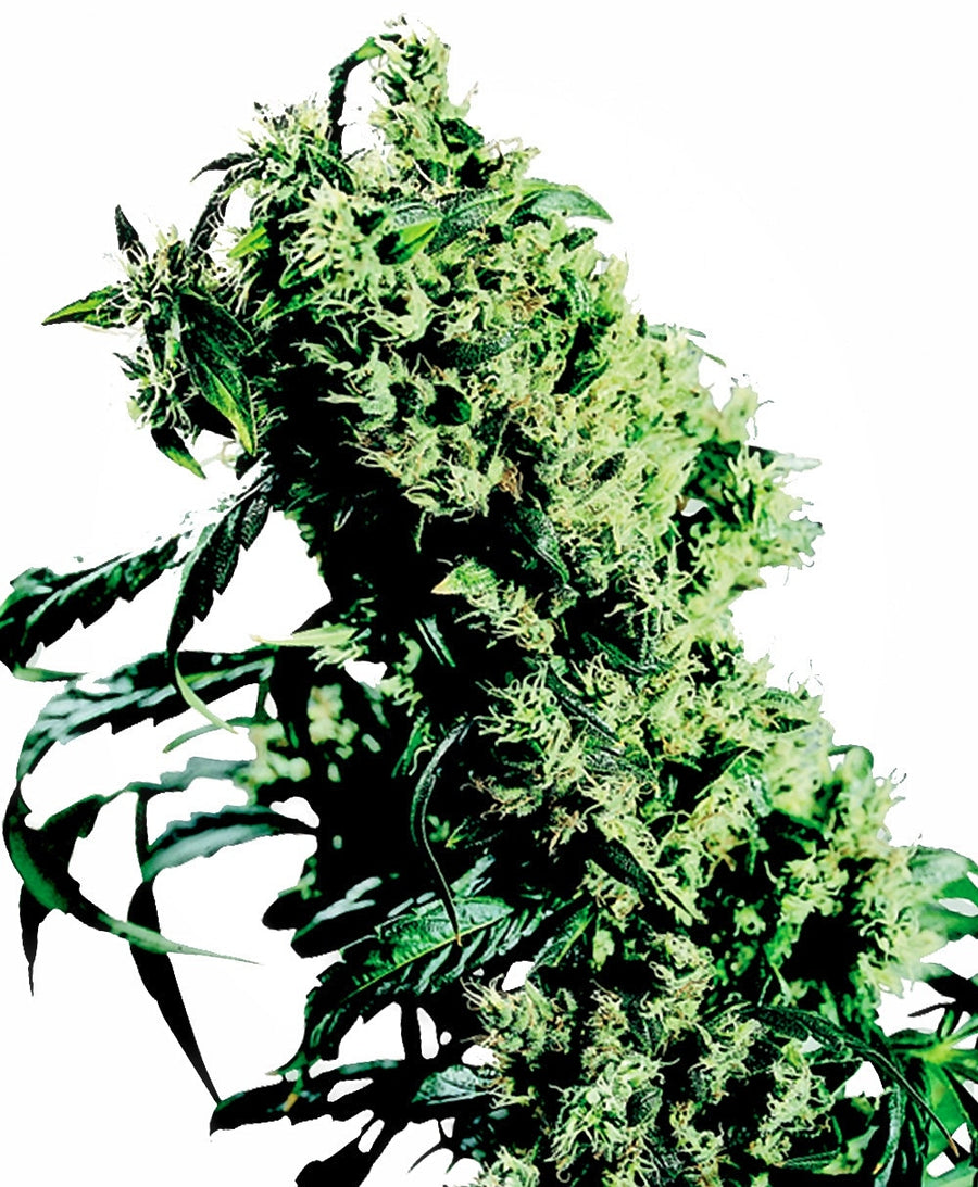 NL#5 x Haze Feminised Seeds