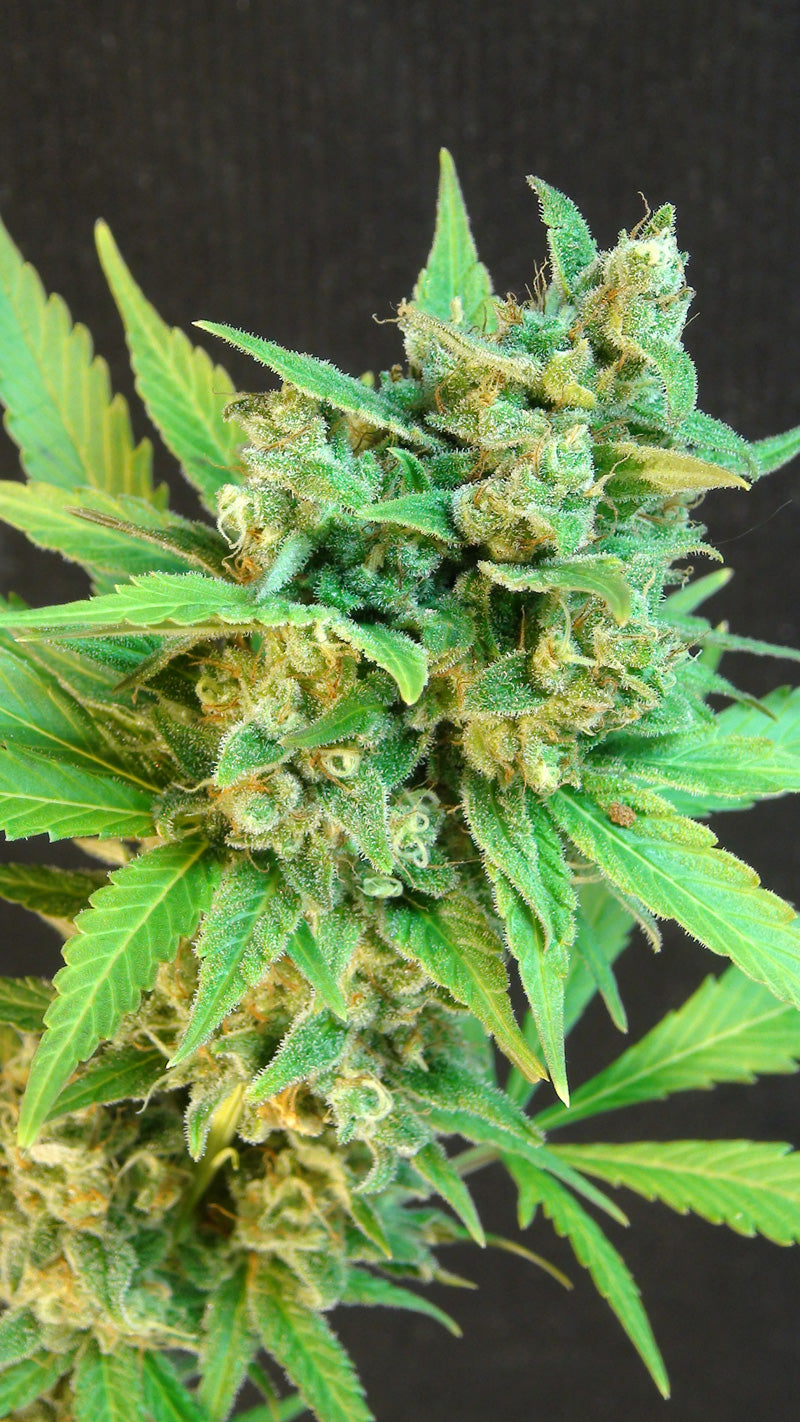 Semillas feminizadas de Kickass (B.Lee) Auto