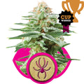 White Widow Feminised Seeds