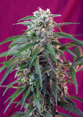 Green Poison Auto Feminised