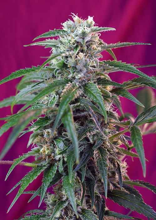 Green Poison Auto Feminised