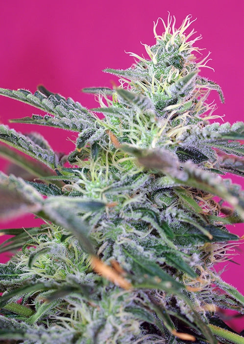 Sweet Cheese Auto Feminised Seeds