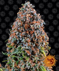 Semillas feminizadas de Critical Kush