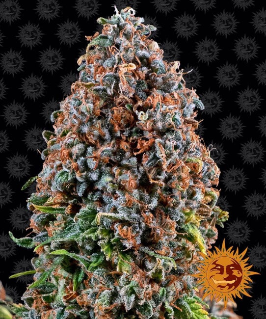 Semillas feminizadas de Critical Kush
