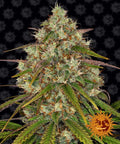 Semillas feminizadas de Liberty Haze