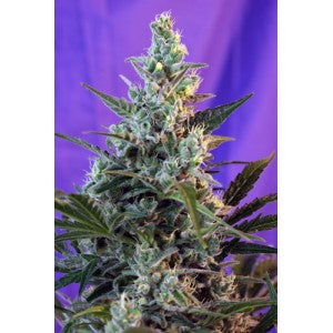 Semillas feminizadas de Sweet Skunk Auto