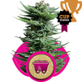 Shining Silver Haze Feminised Seeds