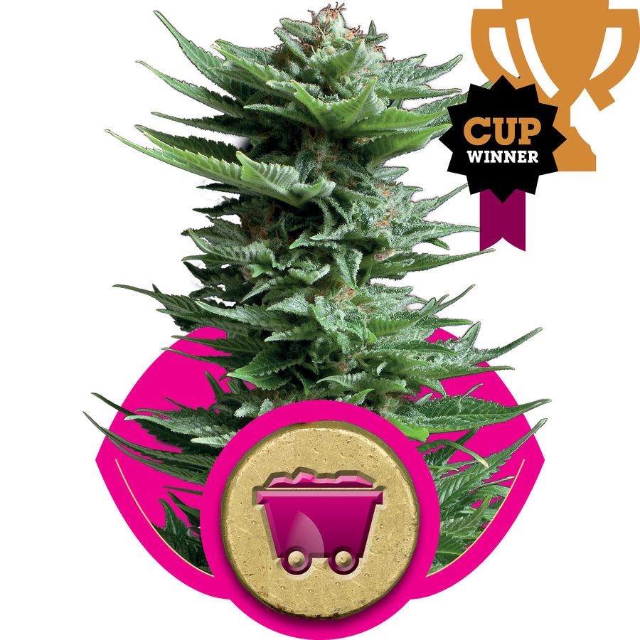 Shining Silver Haze Feminised Seeds