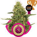Northern Light Feminised Seeds