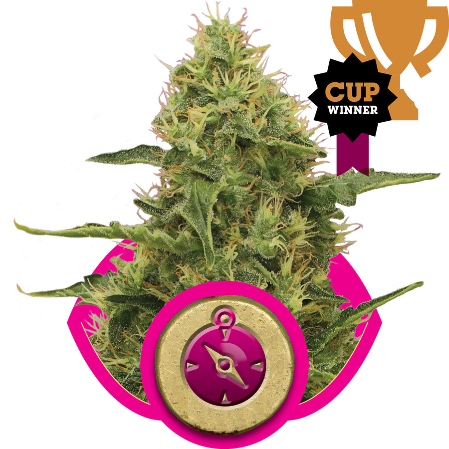 Northern Light Feminised Seeds