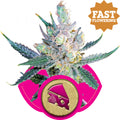 Semillas feminizadas Royal Cheese FAST Version