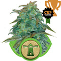 Royal Haze Auto Feminisierte Samen