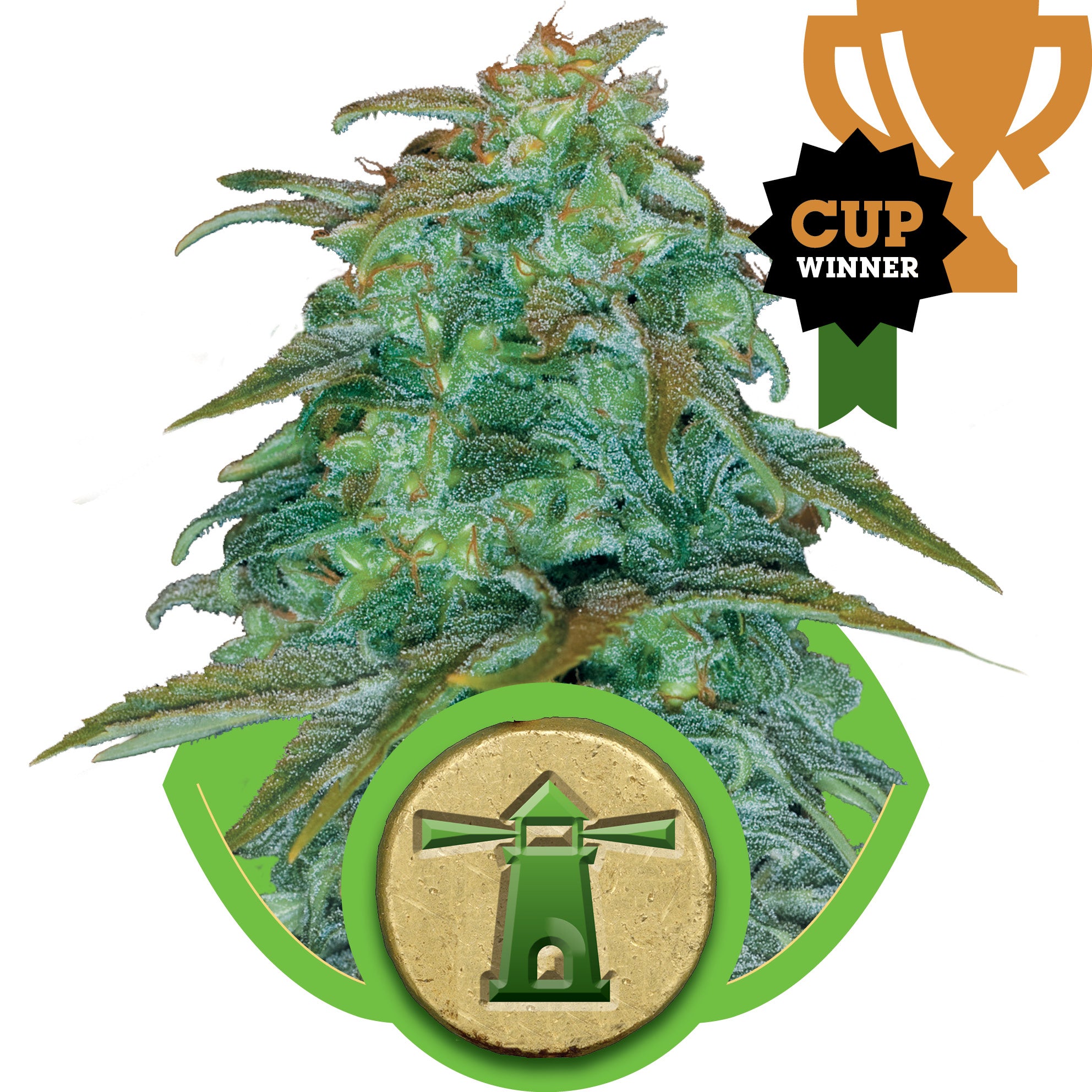 Royal Haze Auto Feminised Seeds