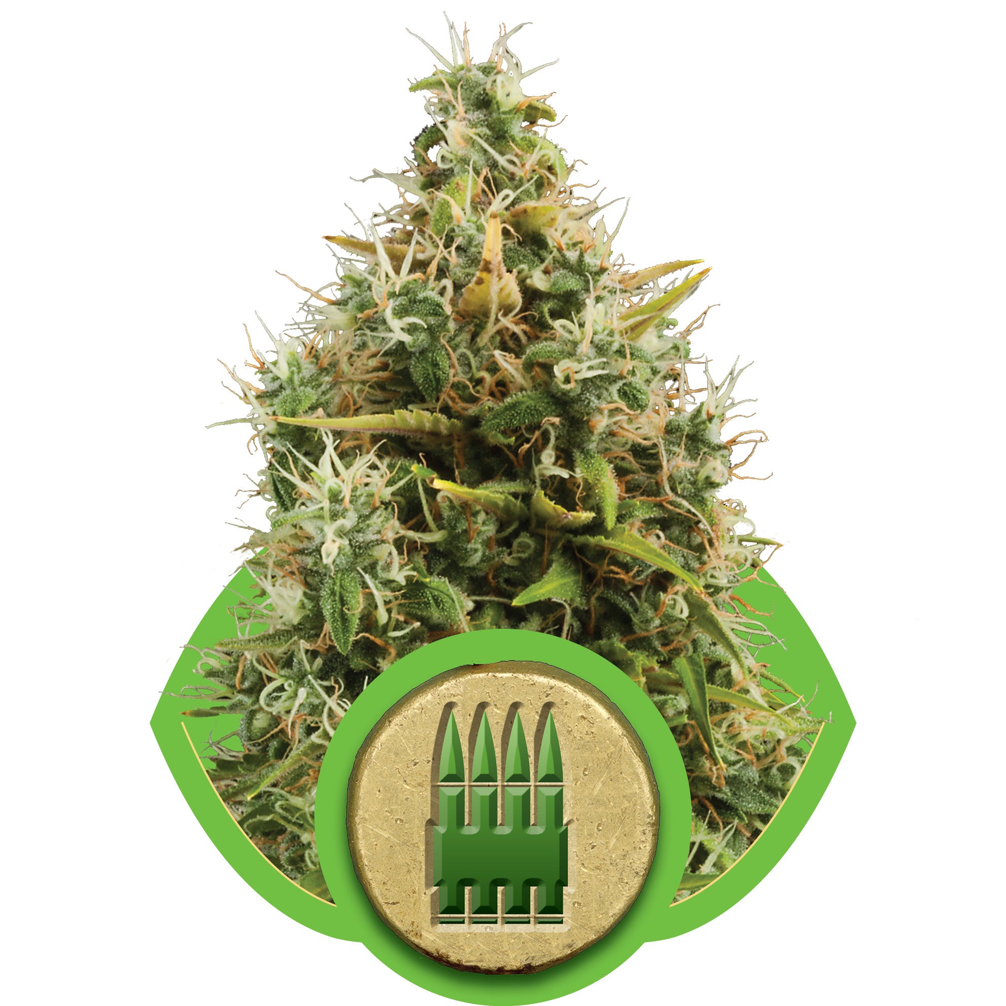 Royal AK Auto Feminisierte Samen