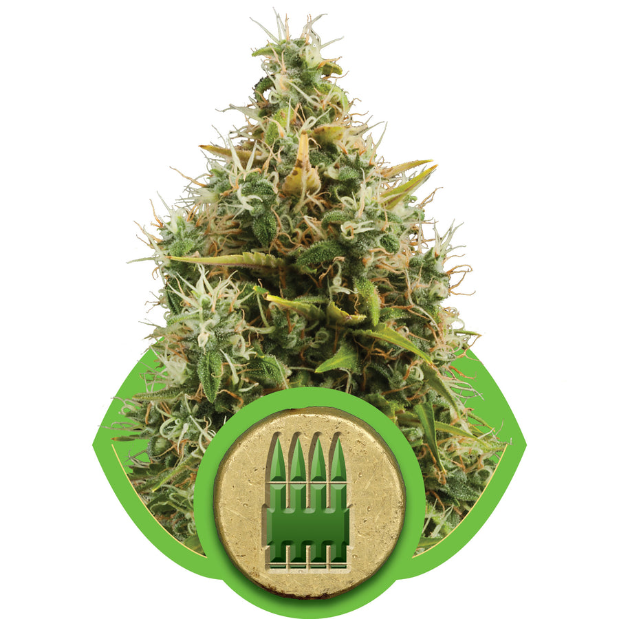 Royal AK Auto Feminisierte Samen