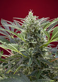 Cream 47 feminisierte Samen