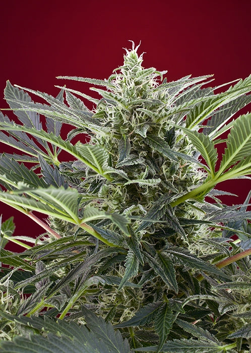 Cream 47 Feminised Seeds