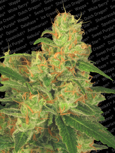 Semillas feminizadas Acid Auto