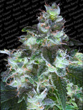 Semillas feminizadas de Original White Widow (IBL)