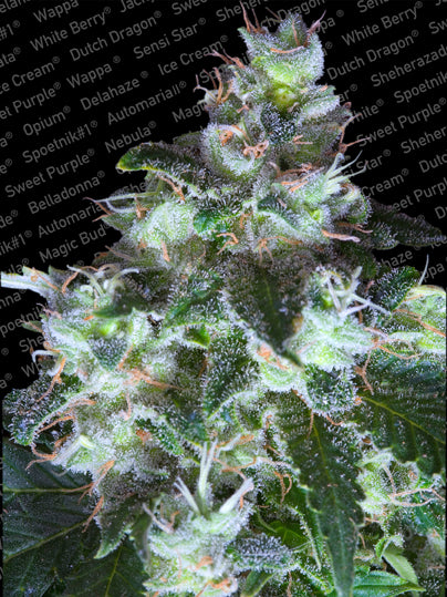 Semillas feminizadas de Original White Widow (IBL)