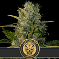 Santa Muerte Feminised Seeds