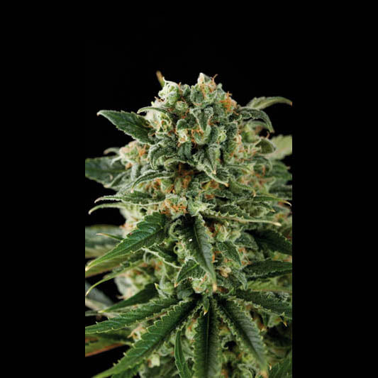 Critical Auto Feminised Seeds