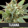 Tijuana feminisierte Samen