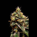 Kabrales Feminised Seeds