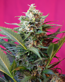 Semillas feminizadas Big Devil XL Auto