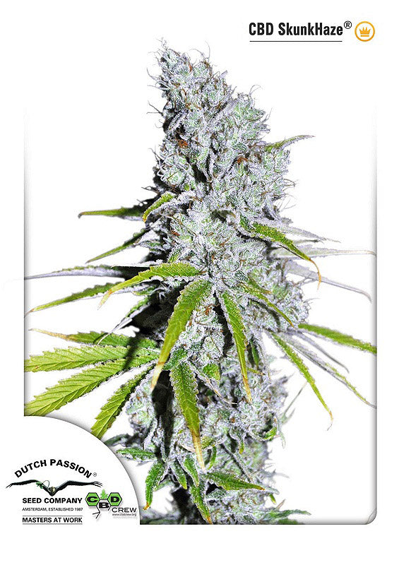 Semillas feminizadas de Skunk Haze CBD