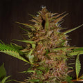 Pakistan Chitral Kush reguläre Samen