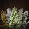 ACE-Mix Standard-Samen