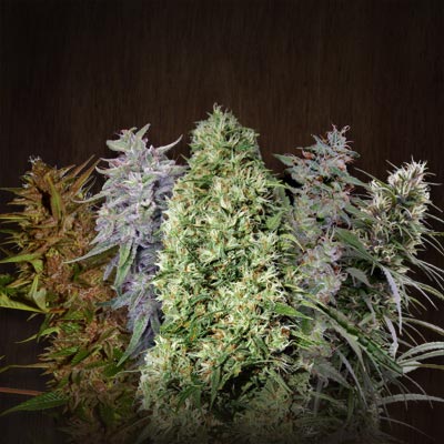 ACE-Mix Standard-Samen