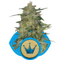 Semillas feminizadas Royal Highness CBD