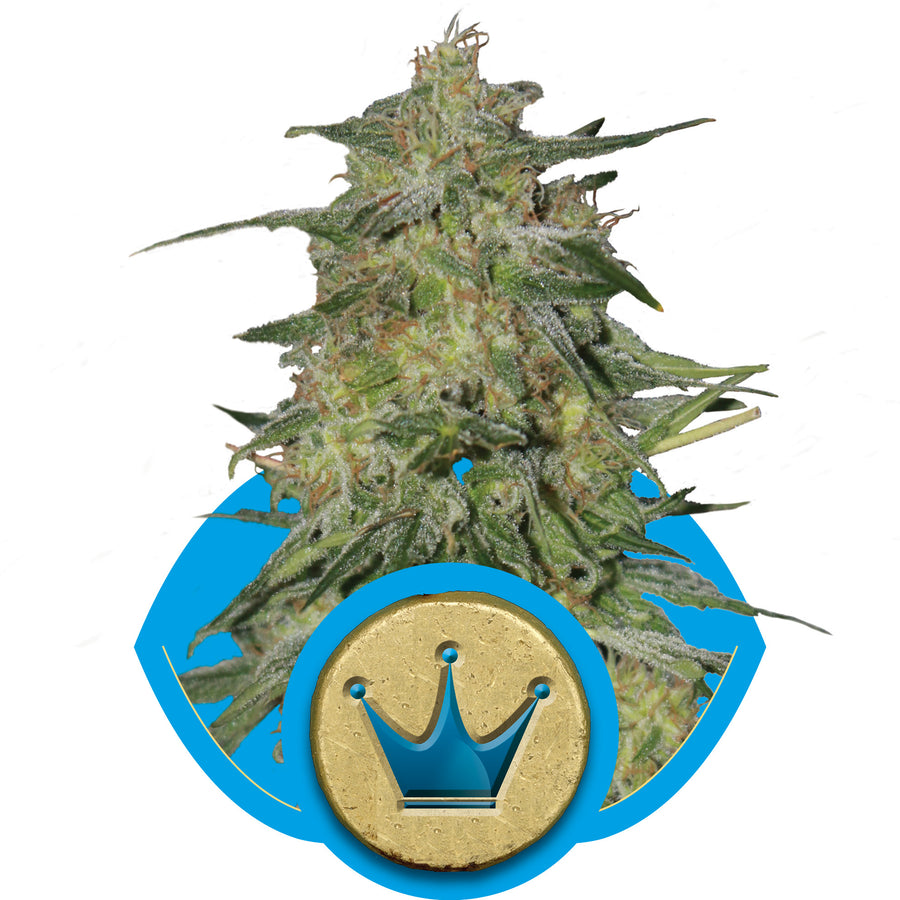 Royal Highness CBD Feminised Seeds