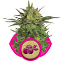 Haze Berry feminisierte Samen