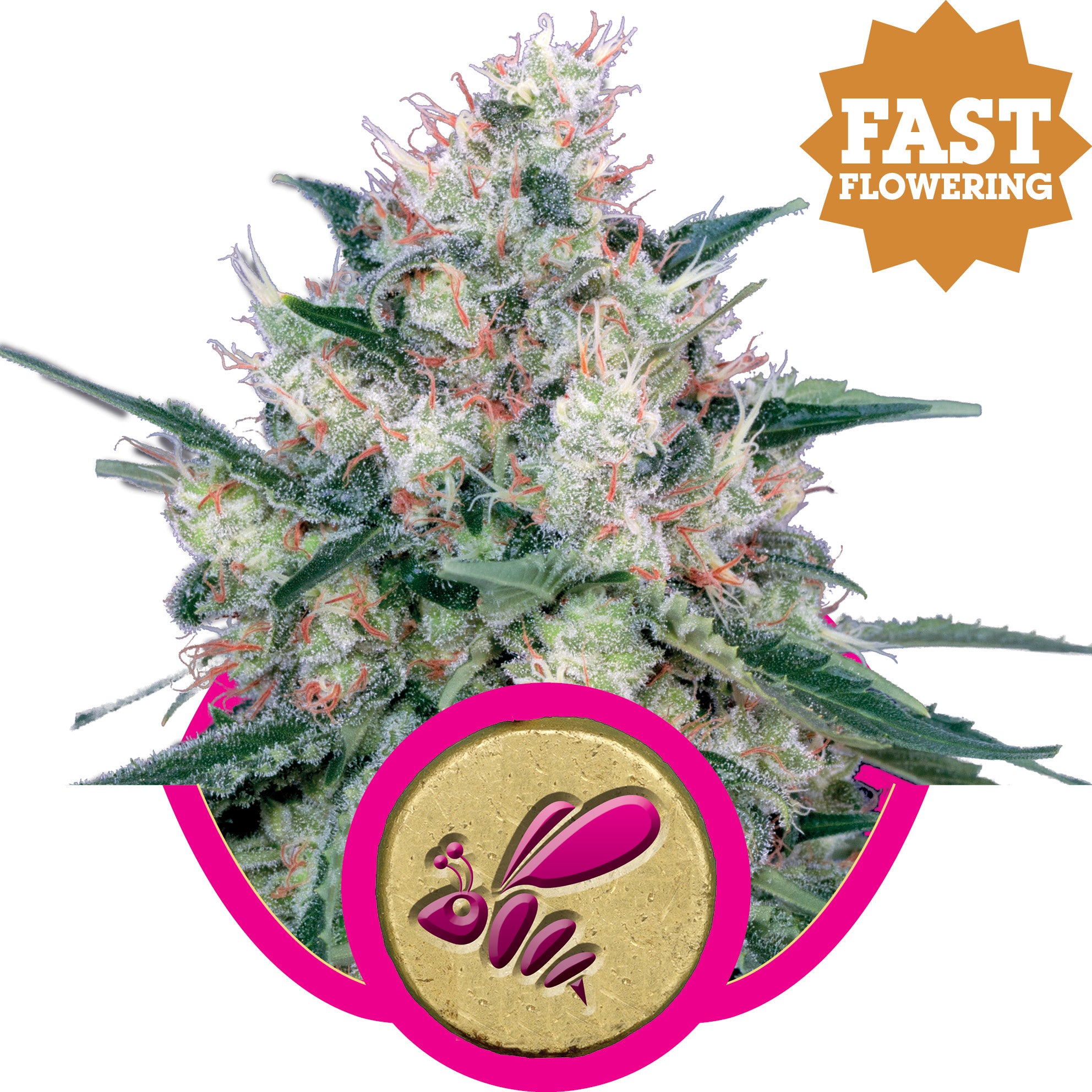 Semillas feminizadas Honey Cream FAST Version