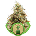 Semillas feminizadas de Royal Jack Auto