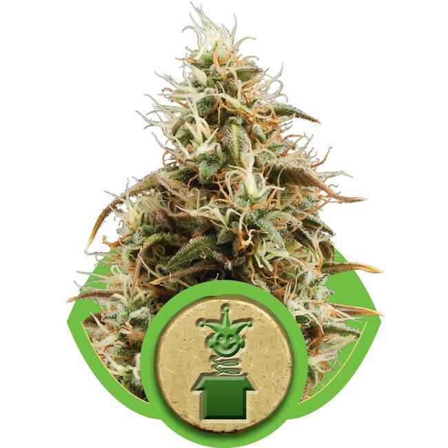Royal Jack Auto Feminised Seeds