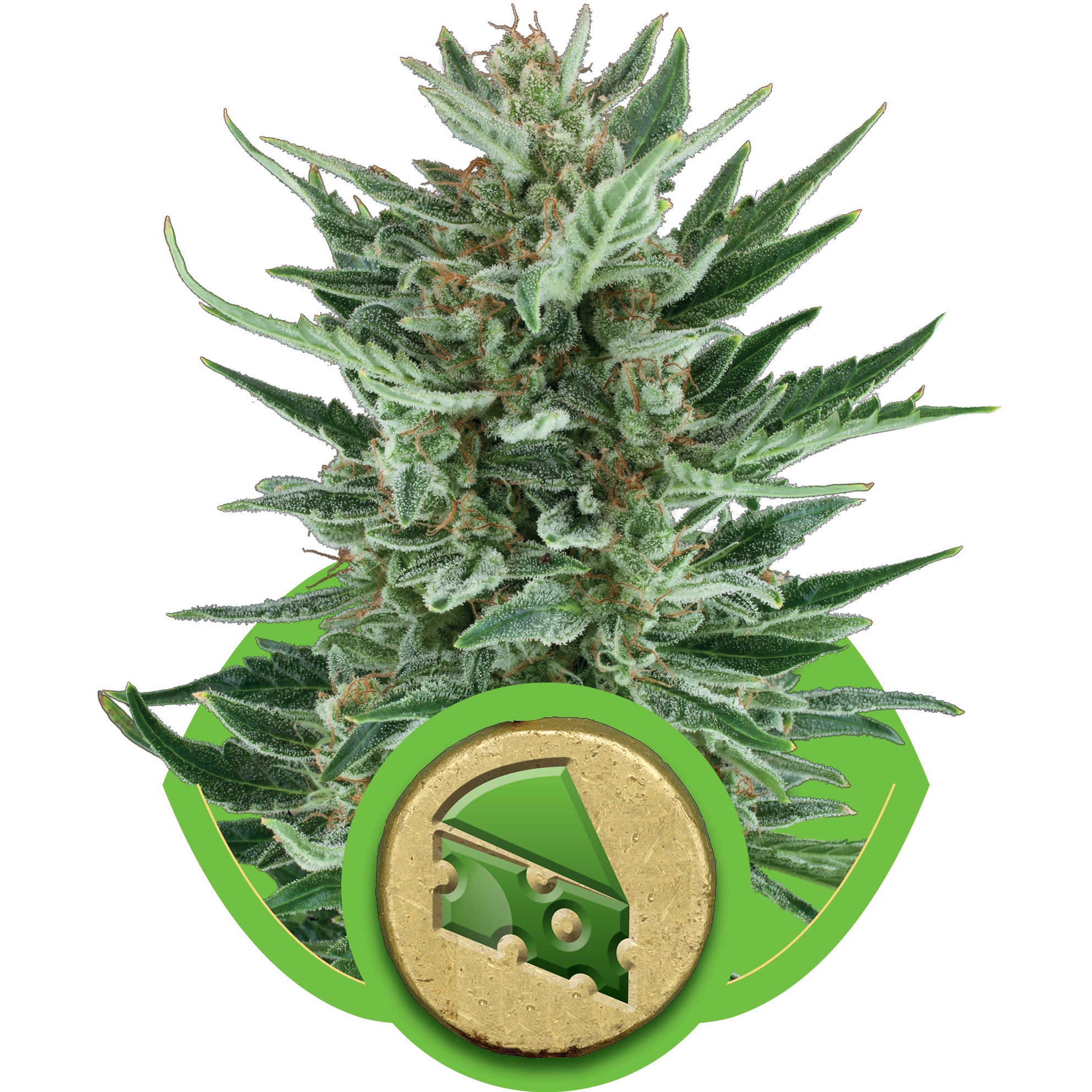 Semillas feminizadas de Royal Cheese Auto