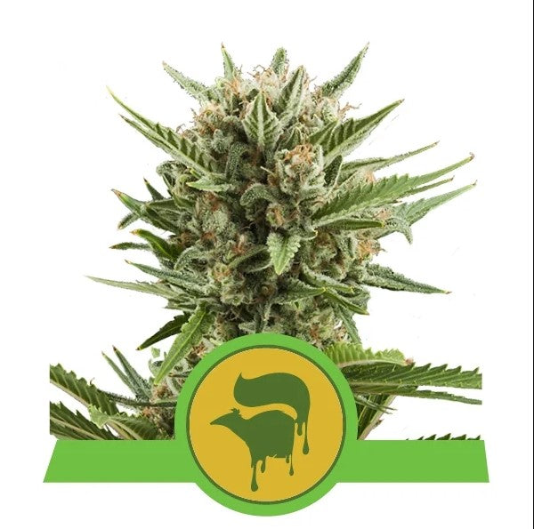 Semillas feminizadas de Sweet Skunk Auto