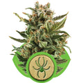 White Widow Auto Feminisiert