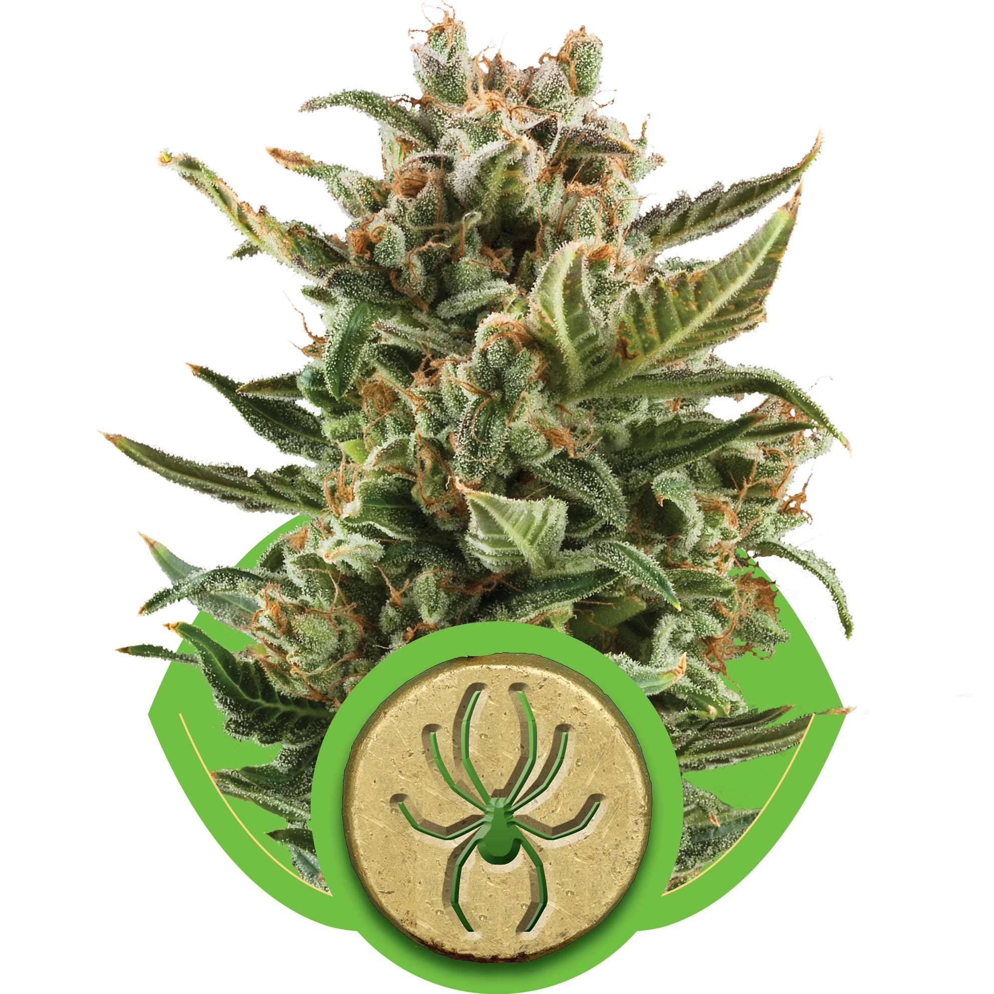 White Widow Auto Feminisiert