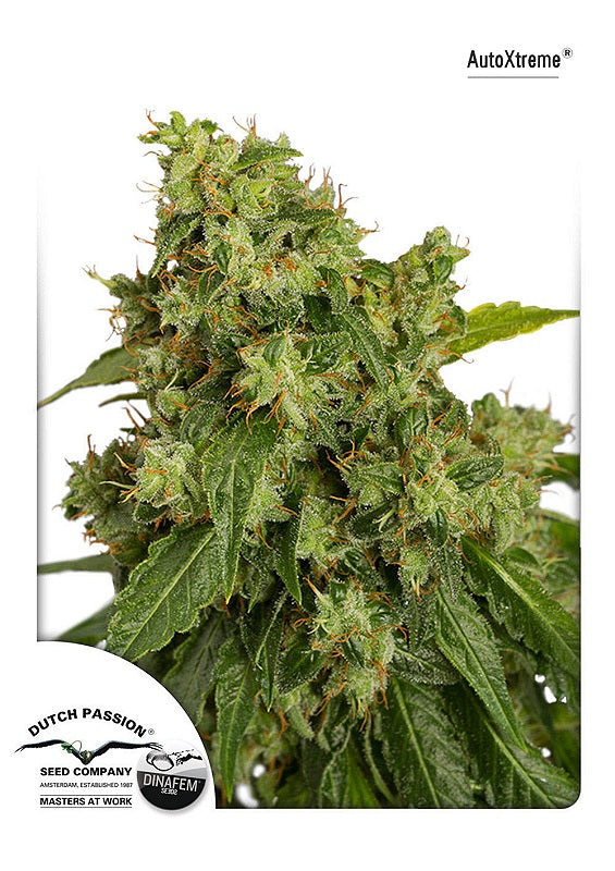 Semillas feminizadas Xtreme Auto