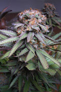 Semillas regulares de Querkle