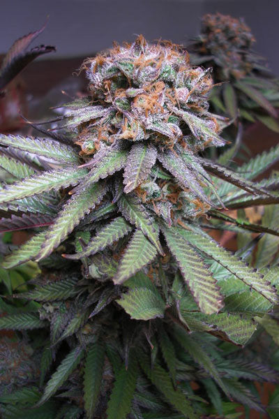 Semillas regulares de Querkle